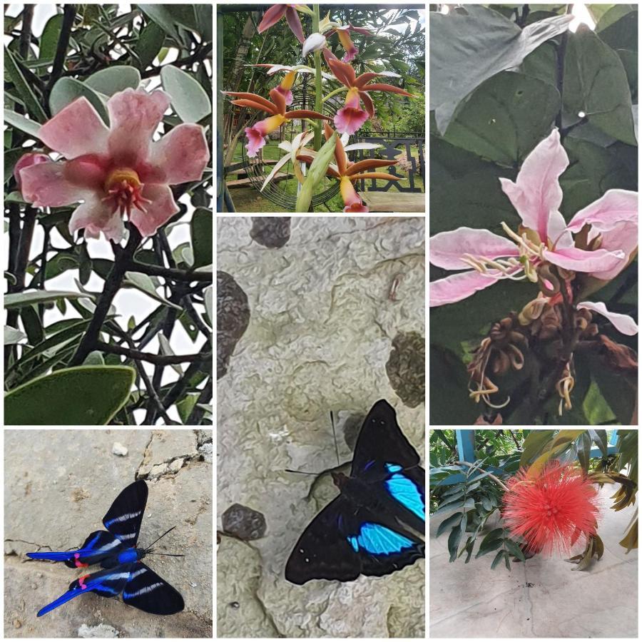 Finca Jardin Del Agua Сасайма Екстер'єр фото