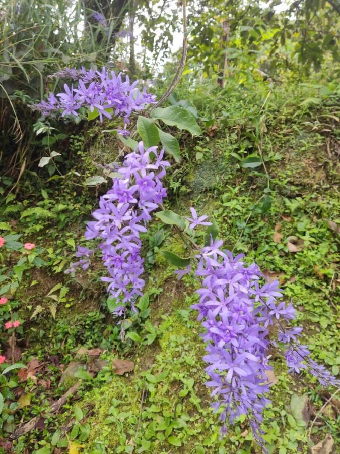 Finca Jardin Del Agua Сасайма Екстер'єр фото