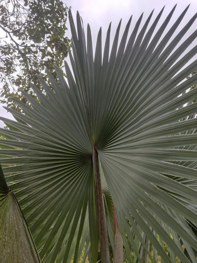 Finca Jardin Del Agua Сасайма Екстер'єр фото