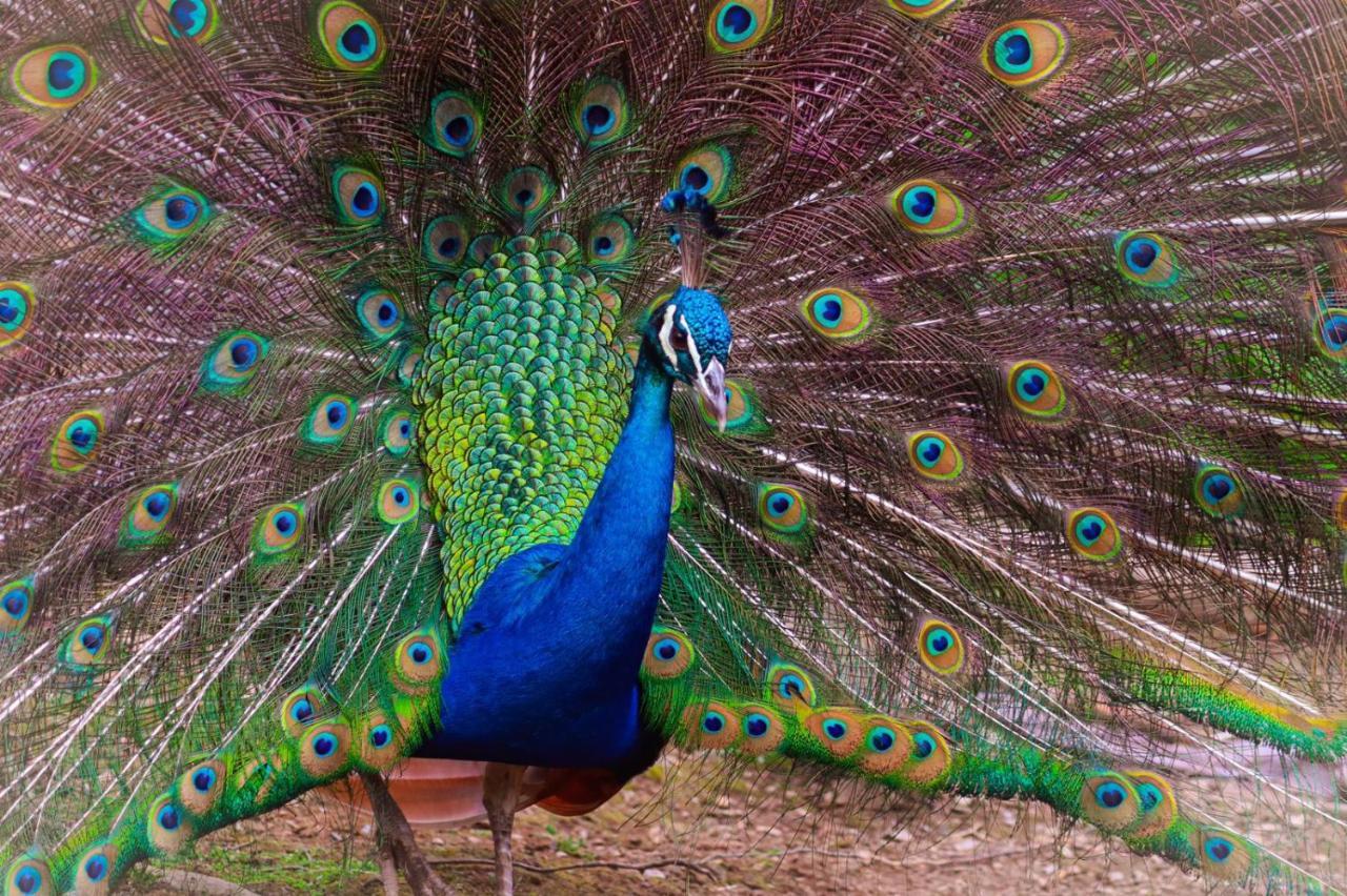 Finca Jardin Del Agua Сасайма Екстер'єр фото