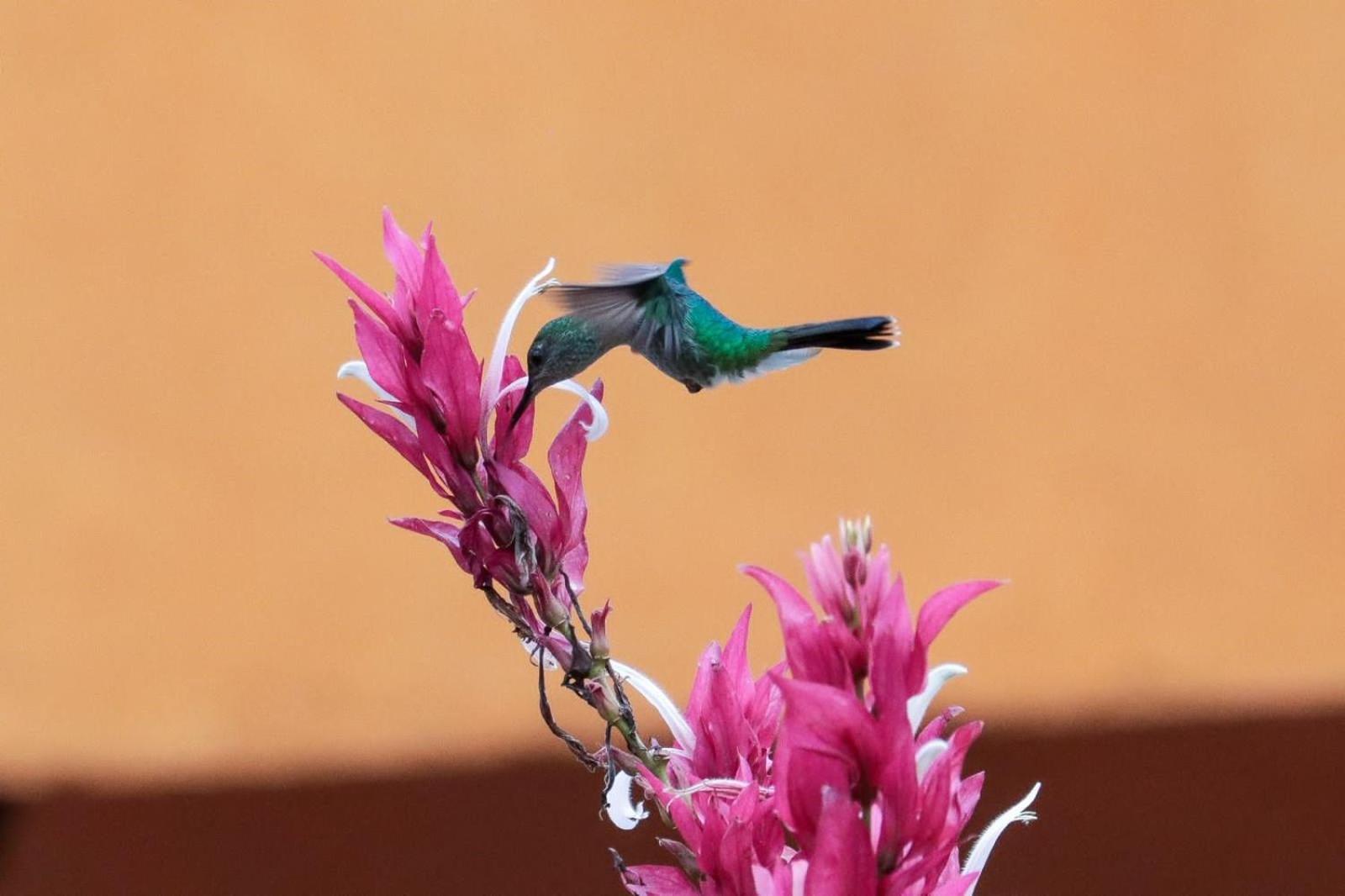 Finca Jardin Del Agua Сасайма Екстер'єр фото