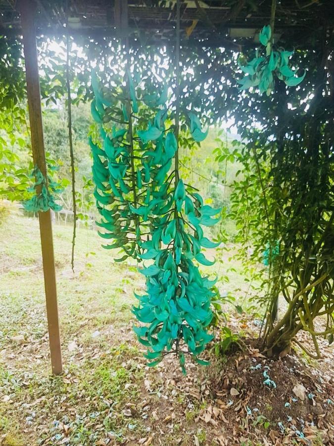 Finca Jardin Del Agua Сасайма Екстер'єр фото